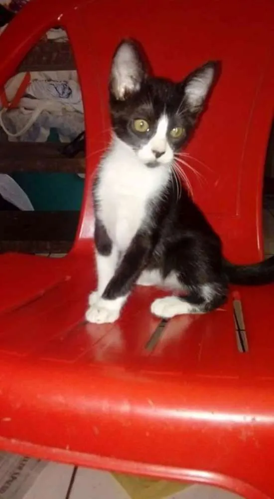Gato raça SRD idade 2 a 6 meses nome Tico, Lilico, Ester