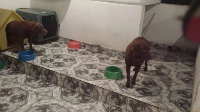Cachorro ra a Labrador idade 6 ou mais anos nome Huck