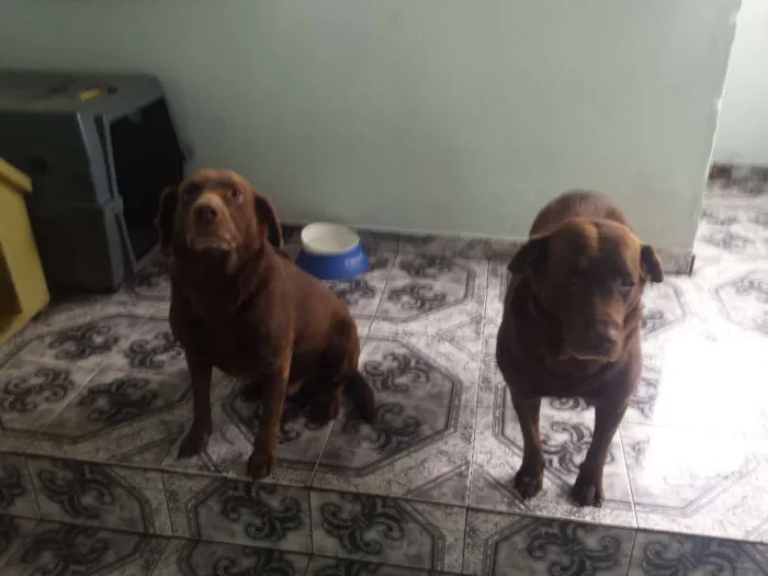 Cachorro ra a Labrador idade 6 ou mais anos nome Huck