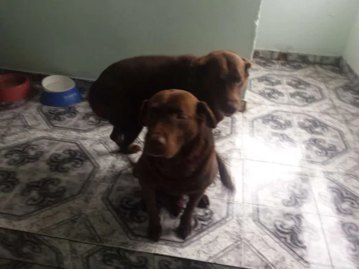 Cachorro ra a Labrador idade 6 ou mais anos nome Huck