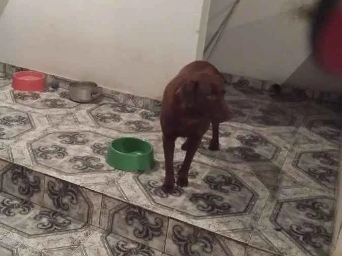 Cachorro ra a Labrador idade 6 ou mais anos nome Huck