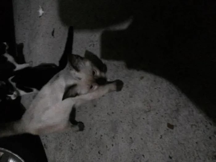 Gato raça vira lata idade 2 a 6 meses nome Não possui