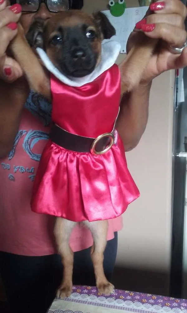 Cachorro ra a SRD vira lata idade Abaixo de 2 meses nome Sem nome