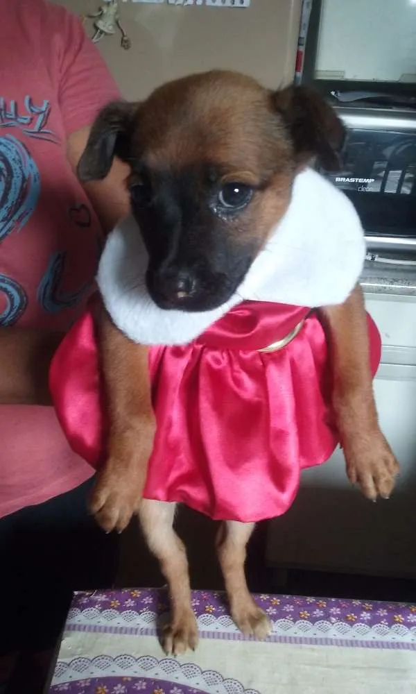 Cachorro ra a SRD vira lata idade Abaixo de 2 meses nome Sem nome