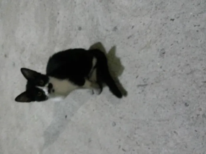 Gato raça vira lata idade 2 a 6 meses nome Não possui