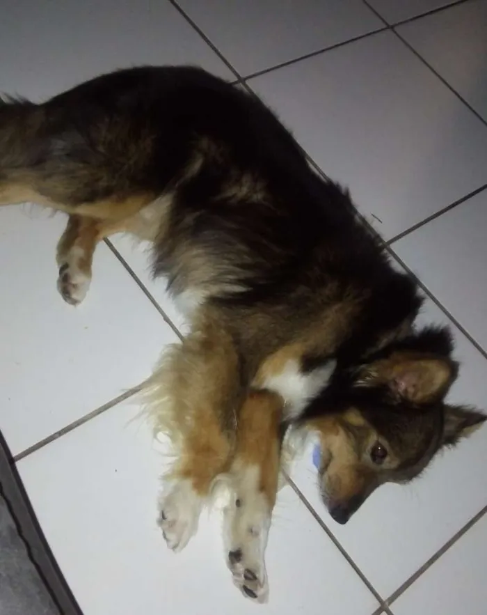 Cachorro ra a Sem raca definida idade 3 anos nome Willian