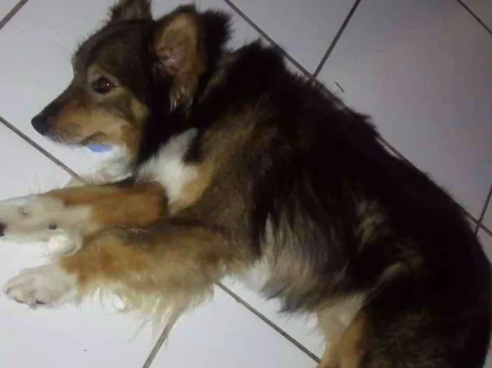 Cachorro ra a Sem raca definida idade 3 anos nome Willian