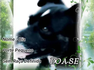 Cachorro raça Sem Raça Definida idade 6 ou mais anos nome Bia 