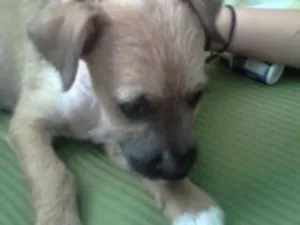 Cachorro raça  idade  nome Mel