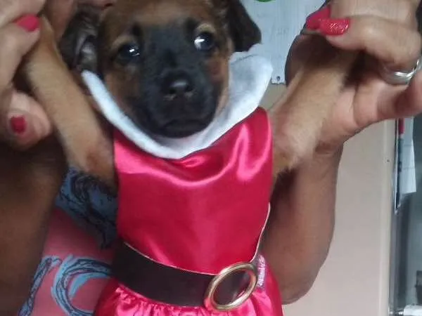 Cachorro ra a SRD vira lata idade Abaixo de 2 meses nome Sem nome