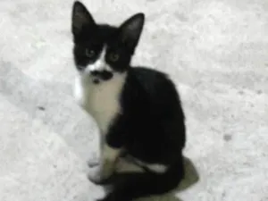 Gato raça vira lata idade 2 a 6 meses nome Não possui