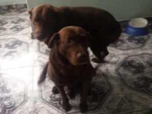 Cachorro raça Labrador idade 6 ou mais anos nome Huck