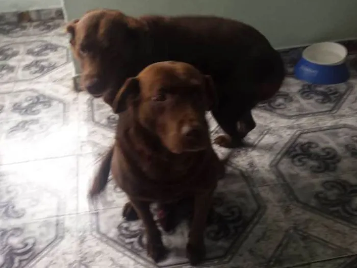 Cachorro ra a Labrador idade 6 ou mais anos nome Huck
