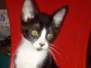 Gato raça SRD idade 2 a 6 meses nome Tico, Lilico, Ester