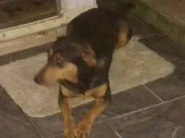 Cachorro ra a Vira lata idade 4 anos nome Lilica