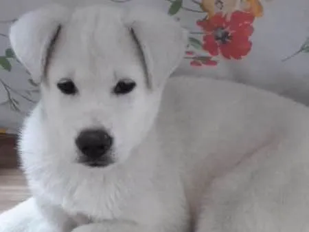 Cachorro ra a Akita idade 2 a 6 meses nome Ana