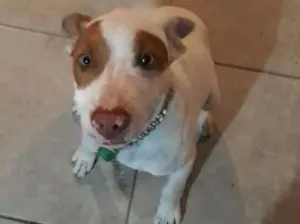 Cachorro raça Pit-Bull idade 2 a 6 meses nome Zeus