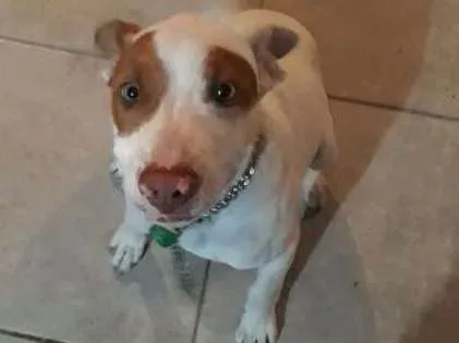 Cachorro ra a Pit-Bull idade 2 a 6 meses nome Zeus