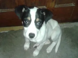 Cachorro raça Não definida idade 2 a 6 meses nome Natasha