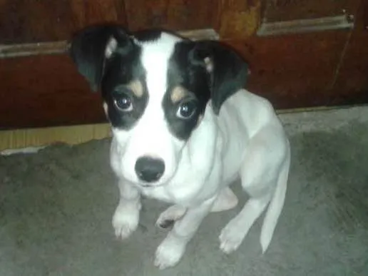 Cachorro ra a Não definida idade 2 a 6 meses nome Natasha