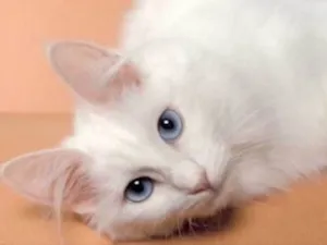 Gato raça  idade 2 a 6 meses nome Tifany