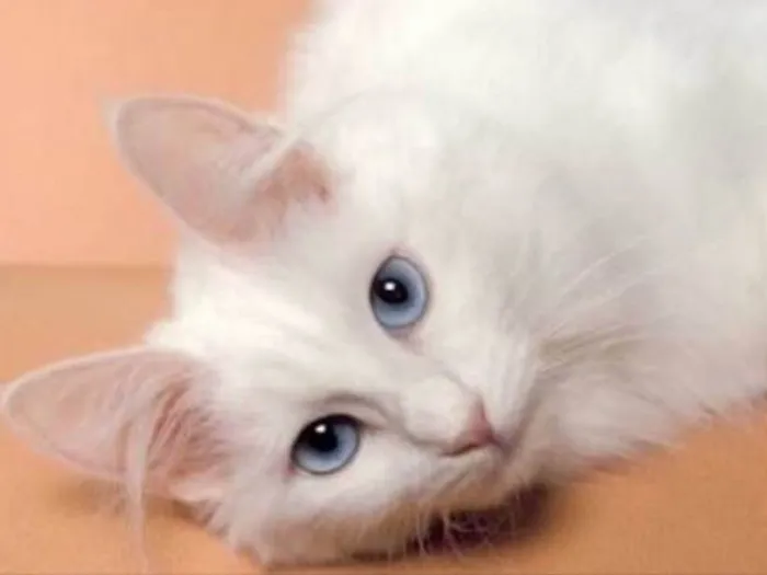 Gato ra a  idade 2 a 6 meses nome Tifany