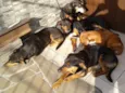 Doa varios cães 
