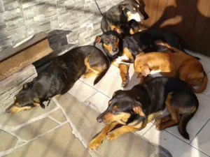 Cachorro raça Vira lata idade 2 anos nome Doa varios cães 