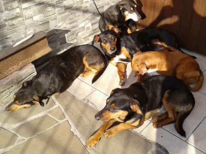 Cachorro ra a Vira lata idade 2 anos nome Doa varios cães 