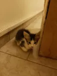 BORIS
