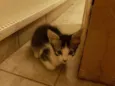 BORIS