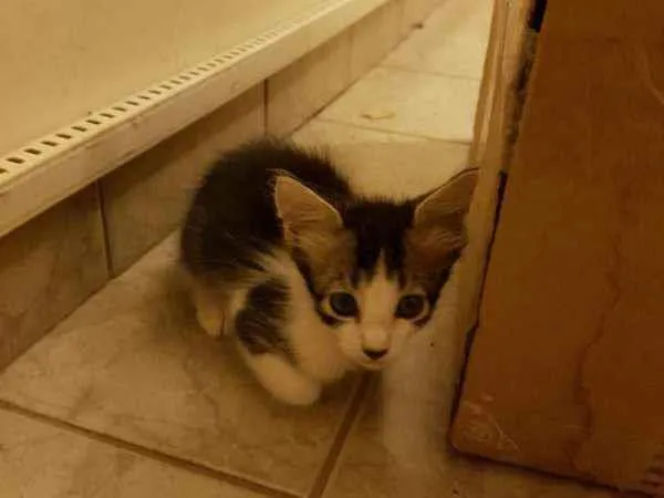 Gato ra a BRASILEIRA idade 2 a 6 meses nome BORIS