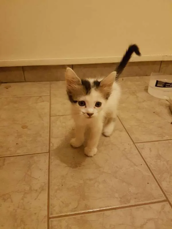 Gato ra a Brasileira idade 2 a 6 meses nome Flor