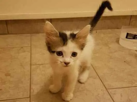 Gato ra a Brasileira idade 2 a 6 meses nome Flor