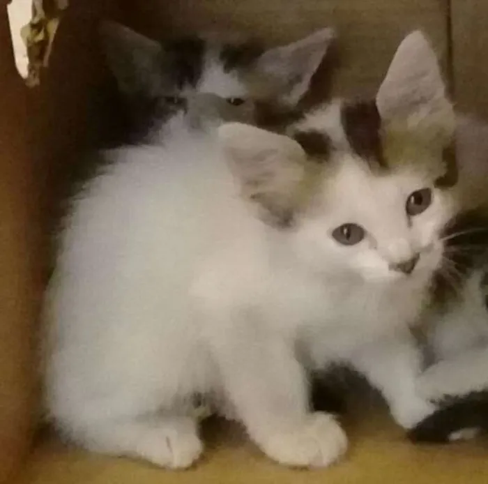Gato ra a Brasileira idade 2 a 6 meses nome Flor