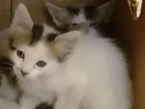Gato raça Brasileira idade 2 a 6 meses nome Flor