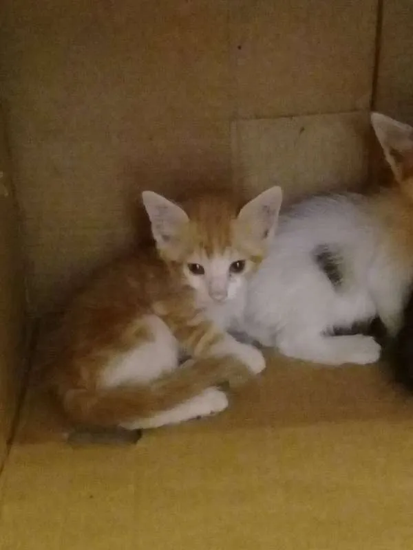 Gato ra a Brasileira idade 2 a 6 meses nome Cindy