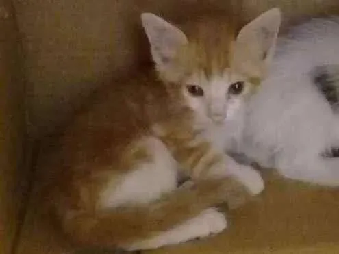 Gato ra a Brasileira idade 2 a 6 meses nome Cindy