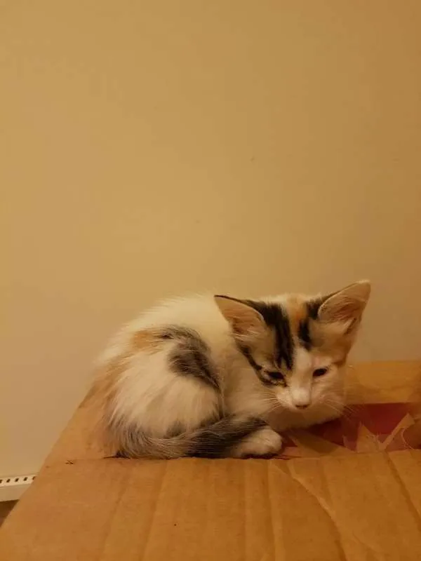 Gato ra a Brasileira idade  nome Flora