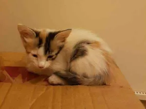 Gato raça Brasileira idade  nome Flora