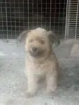 Xuxa