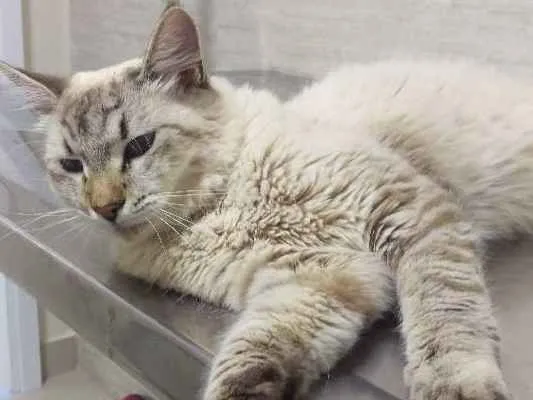 Gato ra a Sem Raça Definida idade 2 anos nome Gustavo