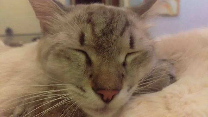 Gato ra a Sem Raça Definida idade 2 anos nome Gustavo