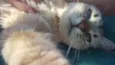Gustavo