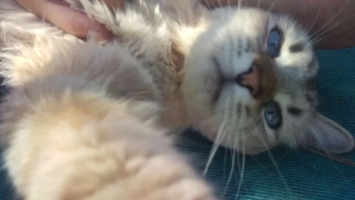Gato ra a Sem Raça Definida idade 2 anos nome Gustavo