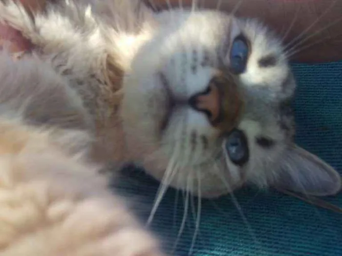 Gato ra a Sem Raça Definida idade 2 anos nome Gustavo