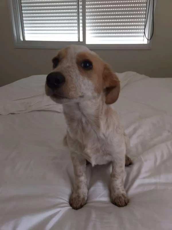 Cachorro ra a SRD idade 2 a 6 meses nome Amora