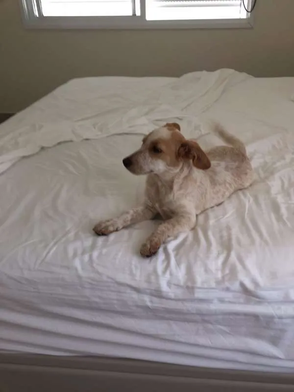 Cachorro ra a SRD idade 2 a 6 meses nome Amora