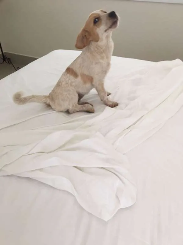 Cachorro ra a SRD idade 2 a 6 meses nome Amora