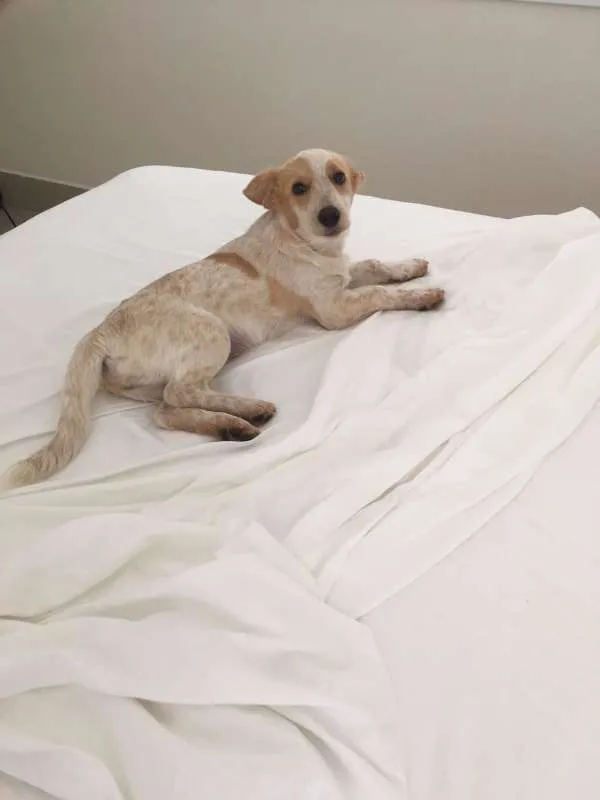Cachorro ra a SRD idade 2 a 6 meses nome Amora